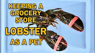 Keeping Grocery Store Lobster As A Pet ! Rescue Mission !!