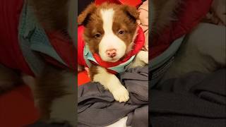 I Went From This To This.... ❤️ 🐶  #dog #puppy #pets #cutedog ##bordercollie #dogshorts