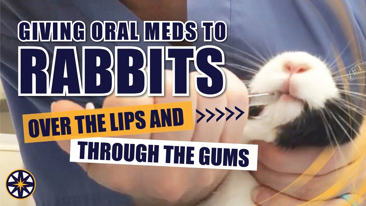 Giving Oral Medications to a Rabbit