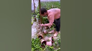 The process of shoveling seedlings = good tools can improve the efficiency of doing things