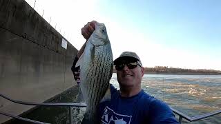 Fishing Below Dam for Hybrid and White Bass on the Ohio River