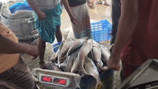 Hilsha Fish Selling Agro Shop Bangladesh