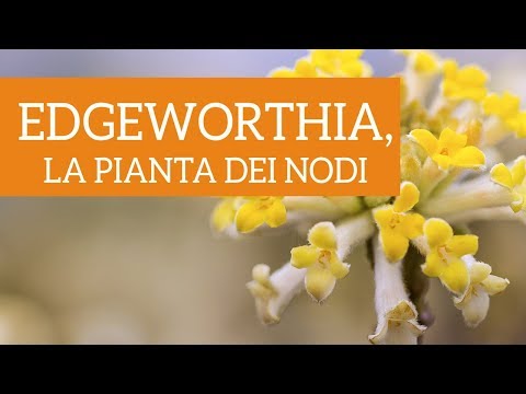 Vídeo: Edeworthia Paperbush Plants: aprèn a fer créixer un paperbush al jardí