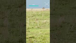 The Fastest Cat On Earth Chases Its Prey