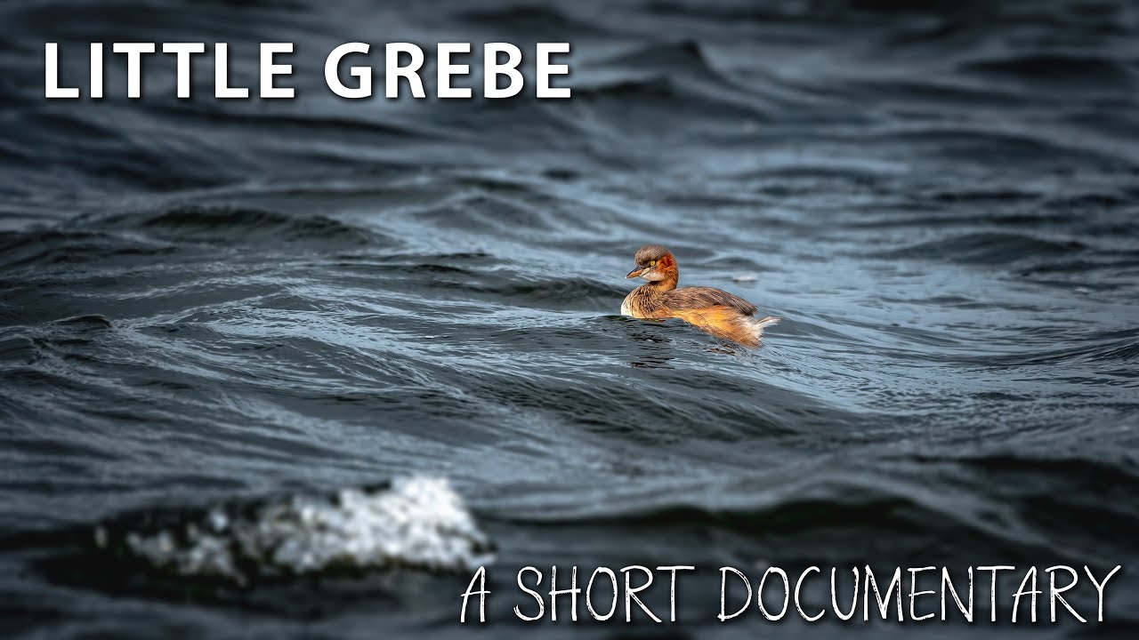 Little Grebe Nesting Short Documentary, 4k, 