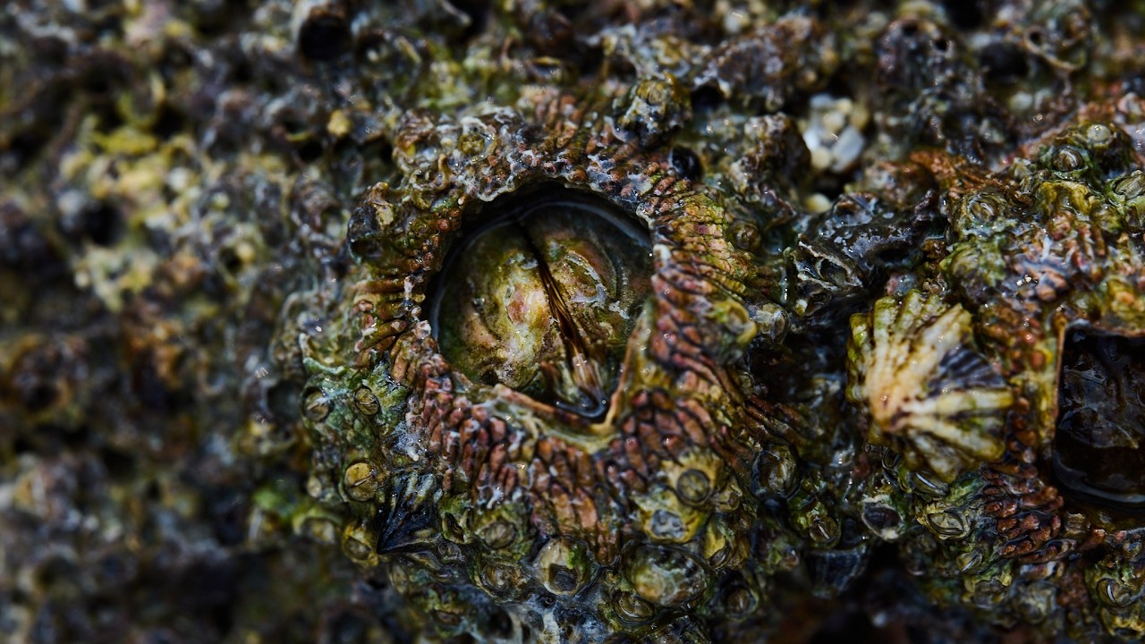 Dragon Eyes on the Beach?  // Barnacles under a Macro Lens