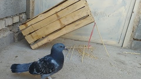 Unique Quick Pigeon Trap Using a Coca-Cola Box - Simple DIY Bird Trap