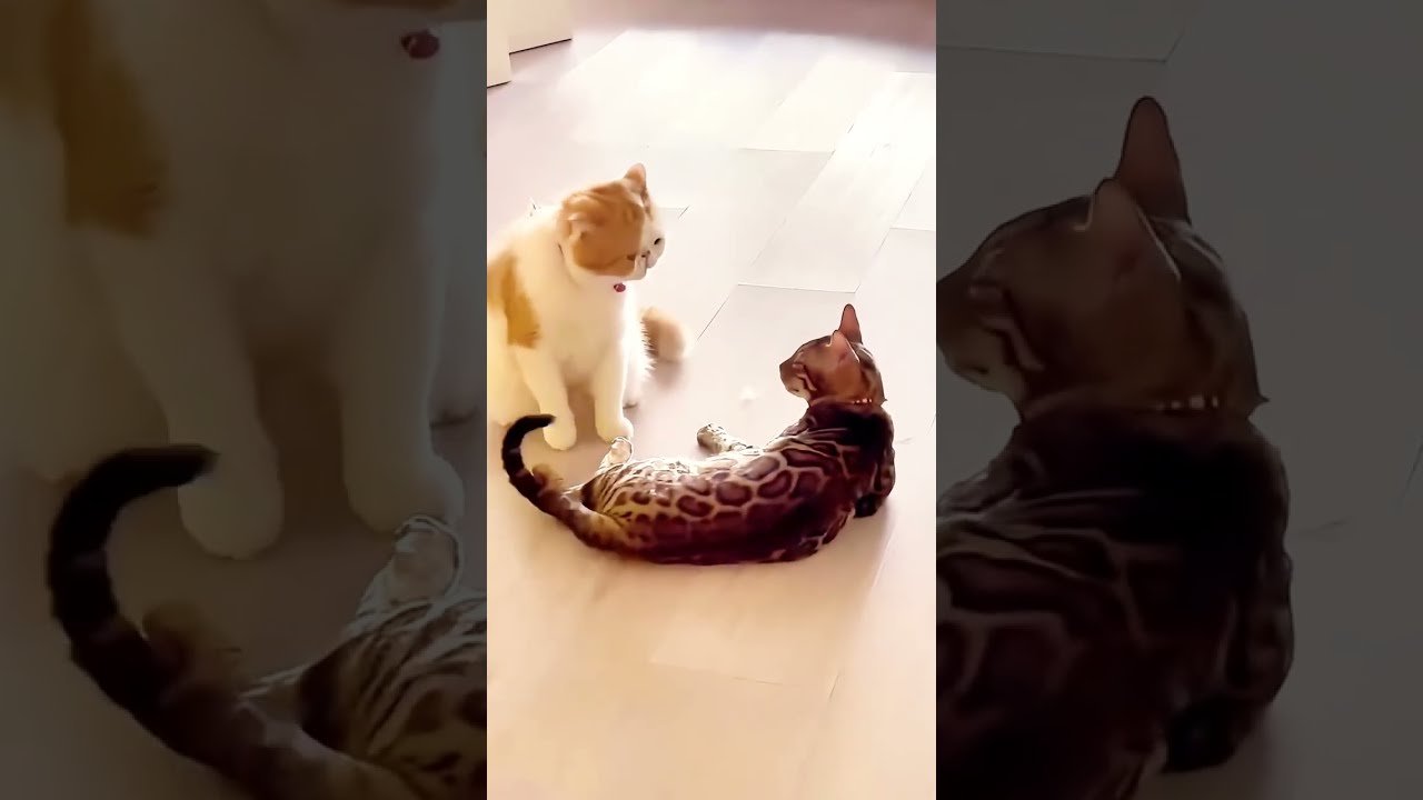 Đặt tên là BinZ với ước ao sẽ cool ngầu. Gọi là Bỉn nên giờ vừa phèn vừa trẻ trâu - Cafe mèo Catfe