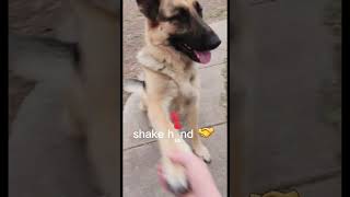 Teaching one of our German Shepherd dogs tricks!  #shorts