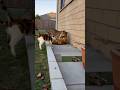 House Cat🐈 Saves Friend from Jaguar 🐆 Attack!家ネコ🐈 が友だちをジャガー🐆の攻撃から救う！집고양이🐈가 친구를 재규어🐆의 공격에서 구하다!