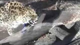 Creep Returns Home - Live Projection Video -