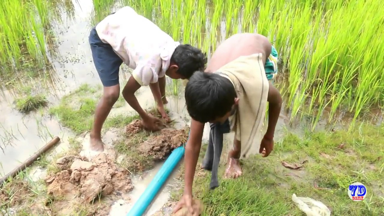 Amazing Crab Plastic Pipe Trap How To Catch Crab Using Plastic Pipe In Cambodia