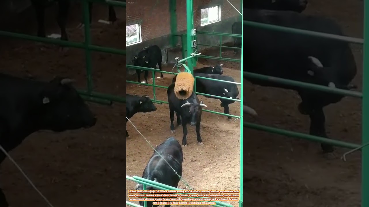 The Efficiency of Automated Livestock Grooming