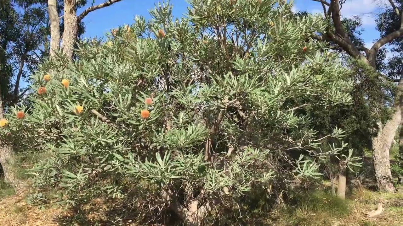 Hepburn Heights Nature Walk I Perth, Western Australia Nature Walk