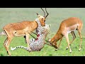 The God Give Strength Grant Gazelle To Take Down Cheetah With Horns | Wild Animal Fights