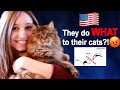 Pet Cats USA vs. Germany - I