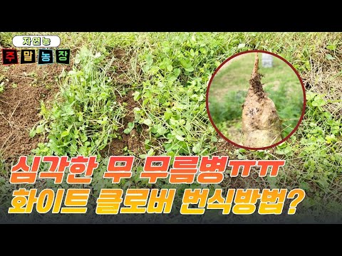 발아시키키 힘든 화이트 클로버 번식 방법은? 무 무름병이 심각 합니다.