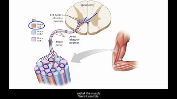 The Motor Unit and Recruitment in Skeletal Muscle