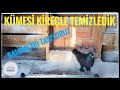 EVDEKİ GÜVERCİN KÜMESİMİZ İ KİREÇLE TEMİZLEDİK / BALİNA GÜVERCİNLERİ ÇİFTLİĞE TAŞIDIK