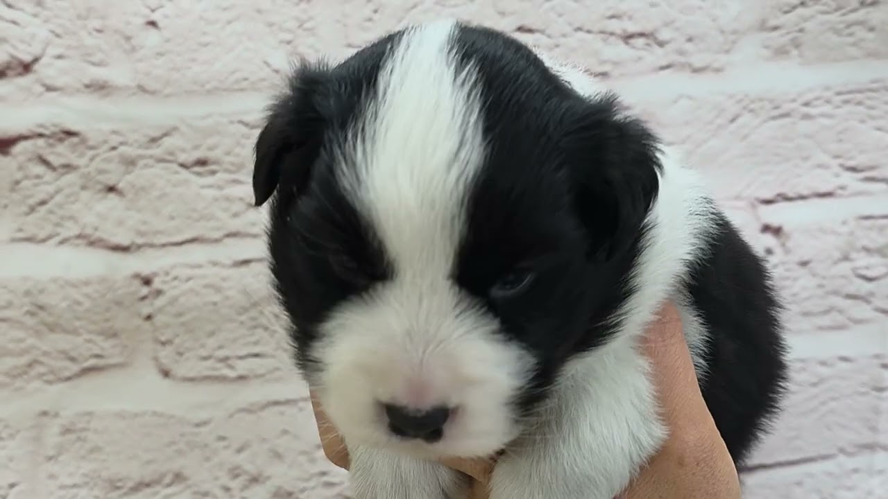 ボーダーコリー ♀B 260210生 260303撮影 - YouTube