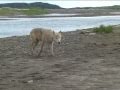 Braunbären und Wölfe in Alaska beim Lachsfischen