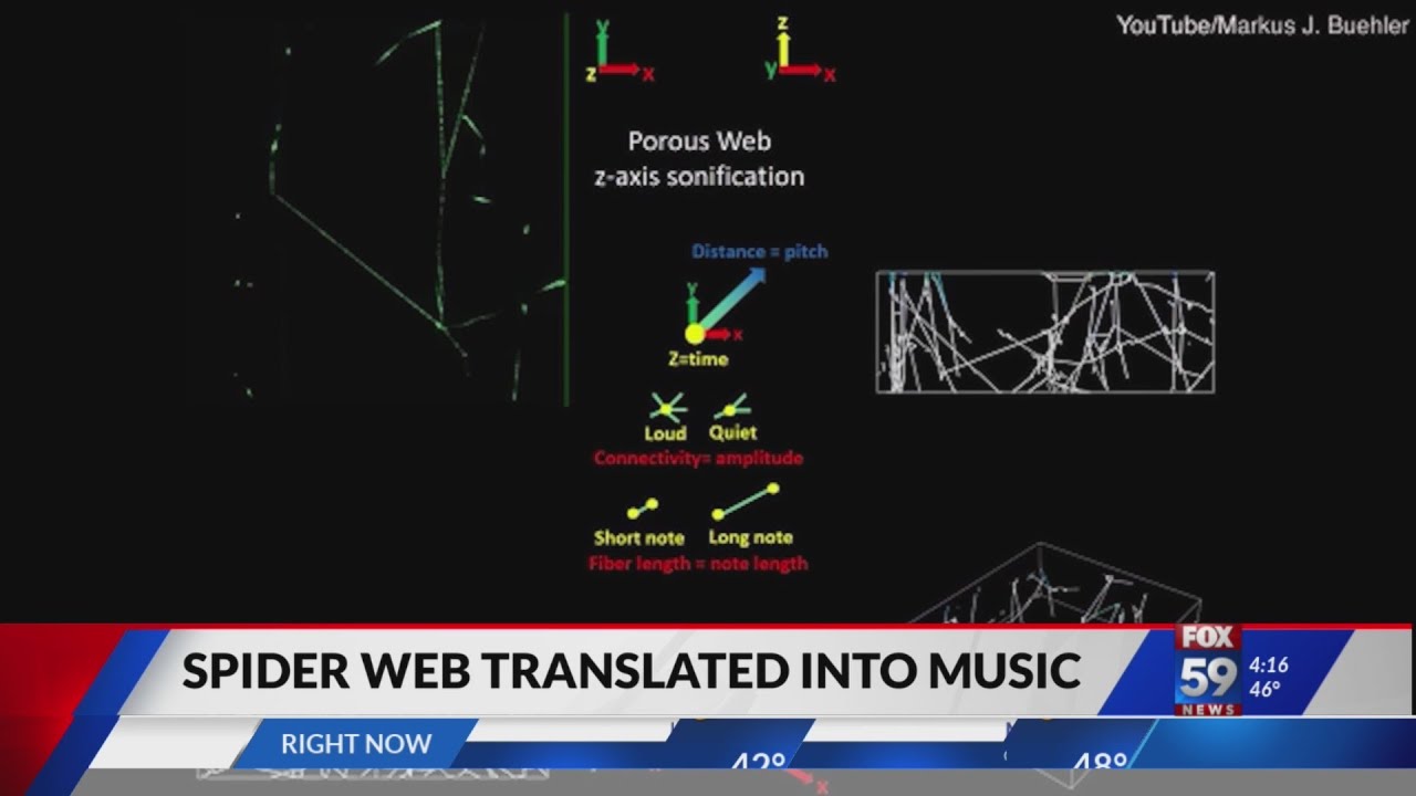 Listen to the music of a spider's web. Tell me what do you hear?