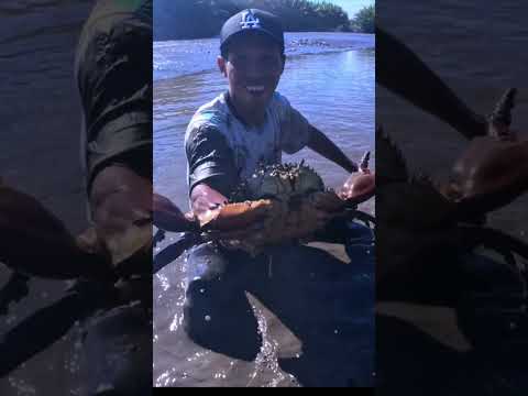High-Level Skill: Catching Crabs with Bare Hands