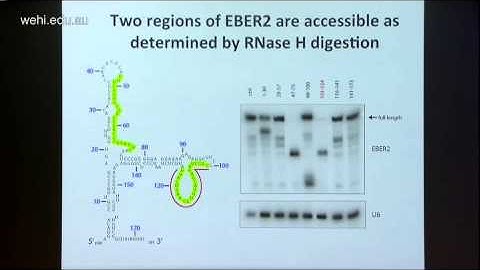 Steitz J (2015): Noncoding RNAs: with a viral twist