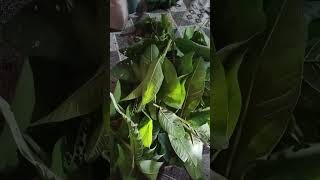 Download Lagu Helth Benefits of the Guava Leaves 🍃 👌 😌 Miraculous Benefits  of Guava  🍃 #kitchen garden ♥️ 😀 MP3