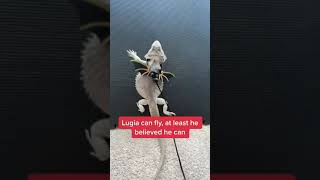 Its Flying with WINGS #Shorts