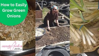 How to Easily Grow Green Onions by Candy Foote 13 views 1 year ago 1 minute, 18 seconds