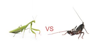 Praying Mantis VS Thelyphonida.