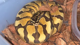 Celebrity A Close Look At Our Enchi Spotnose Yellowbelly Dbl Het DG/Clown Ball Python! Net Worth