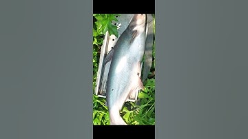 Câu cá tra sông Vàm Cỏ Tây