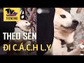 Chú chó bị đưa đi &#39;c.á.c.h l.y&#39; - &#39;Sen ơi, m.à.y hại t.a.o rồi&#39;