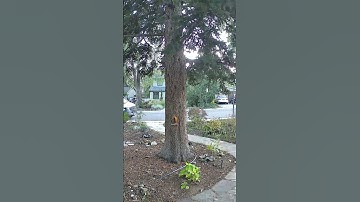 Squirrels at the big tree doing squirrel things #squirrels