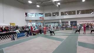 Vixen  Birch Run 2018 screenshot 5