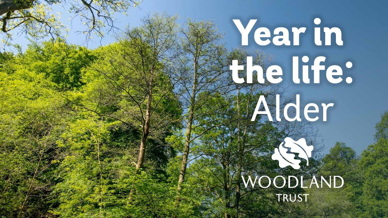 A Year In The Life Of An Alder Tree | Woodland Trust - Youtube