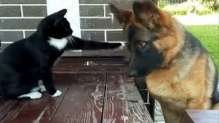 Кот против собаки. Кто кого? Кот против собаки. Кто кого?