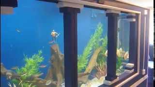 1150 gallon (step-by step) plywood build from start to finish, including building a sump. if you missed the first part check it out and it 