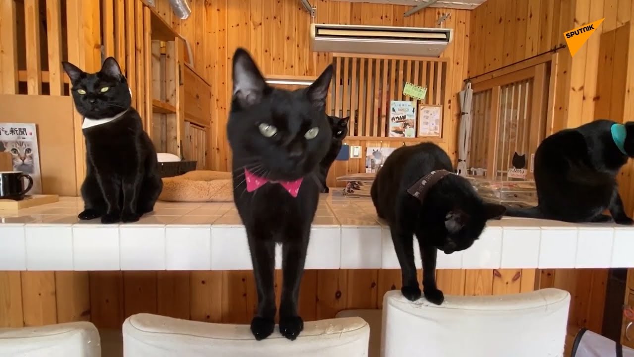 世界で唯一の黒猫専門カフェ 兵庫 姫路の ねこびやか Youtube
