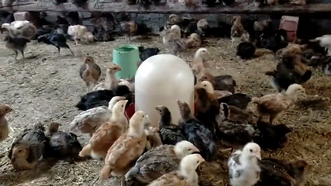 اليوم ١٩ هنستعمل انهارده كالسيوم لكل لتر ميه ٣ سنتي من الكالسيوم صلوا على النبي الحبيب محمد