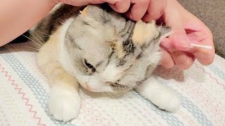 猫が久しぶりに耳掃除をされたらこうなりました【スコティッシュフォールド】