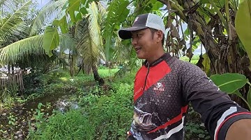 HÀNH TRÌNH CHỐNG MÓM TẬP 105 câu cá lóc bìa rừng u minh thượng