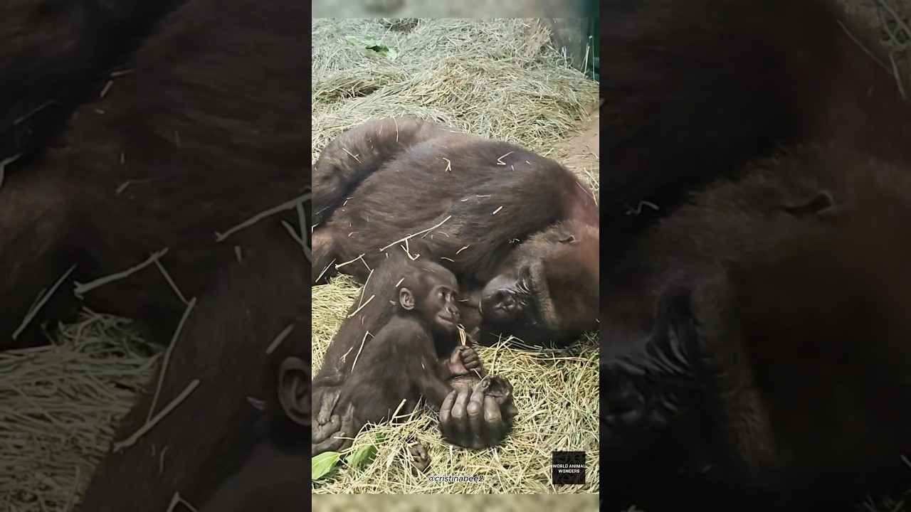 A Gorilla Mother's Love for Her Baby❤️