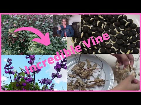 How To Grow Purple Hyacinth Bean Vine - Easy To Grow Flowering Vines