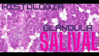 Histología Glándula Salival