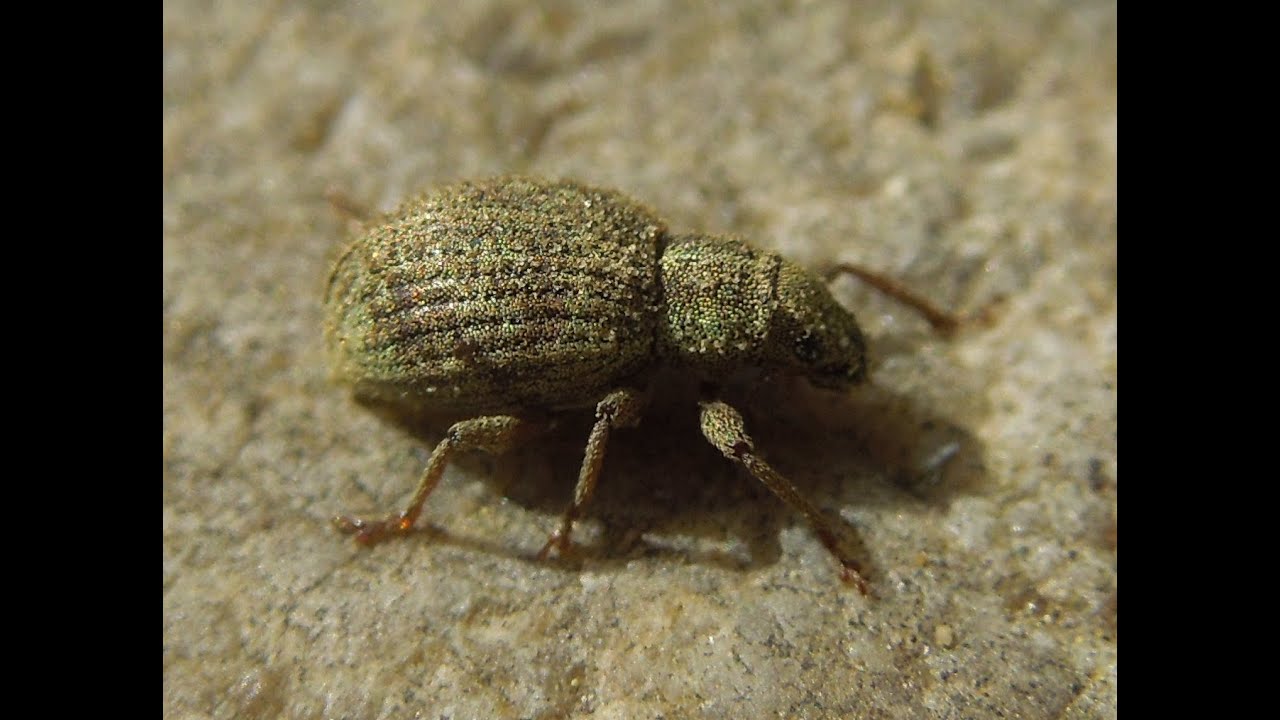 Sciaphilus asperatus - Weevil / Rüsselkäfer