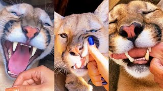 COUGAR MOUTHING AFFECTION & MURDER MITTENS!