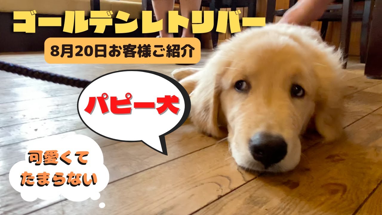 ゴールデンのパピー犬可愛すぎ 8月日お客様ご紹介 Youtube